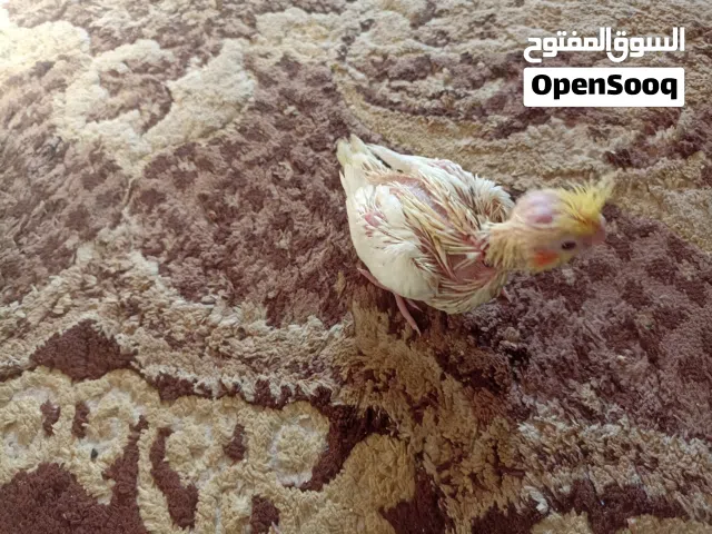 كوكتيل لتينو عين حمرة للبيع