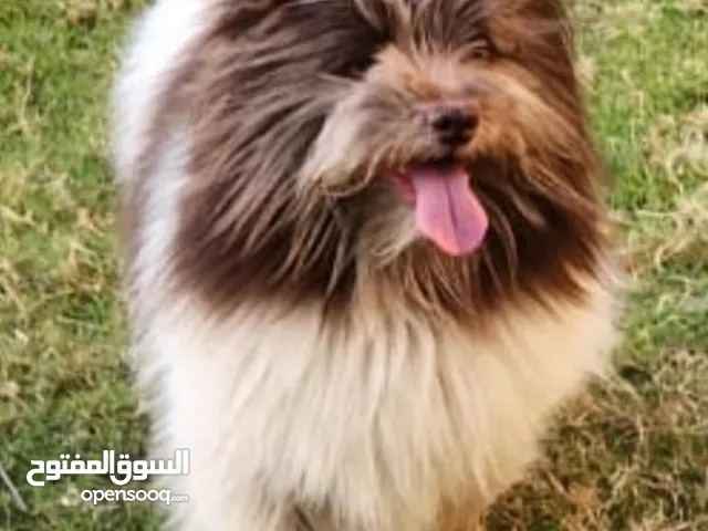 كلب شيتزو متدرب للبيع