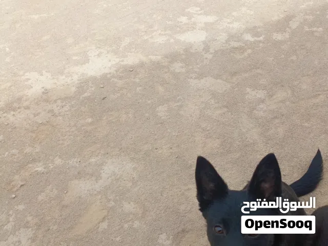 جراء ملينوا