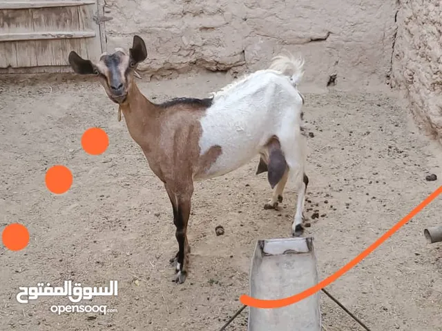 غنم ماعز للبيع