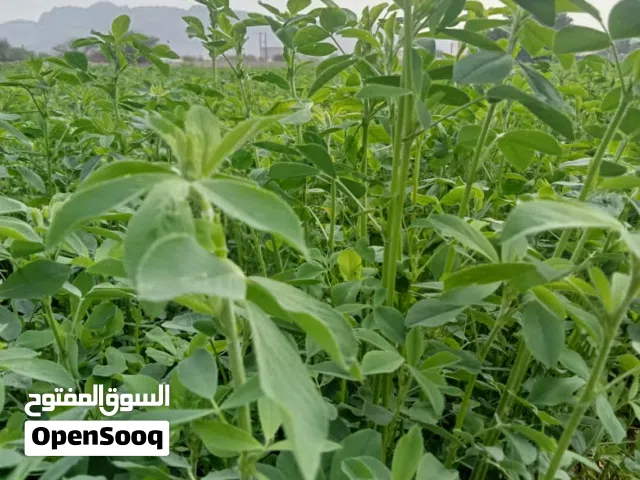 مزرعه ايجار قت مدخول 5 الف ريال شهريا