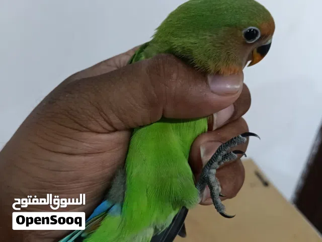 African love Birds