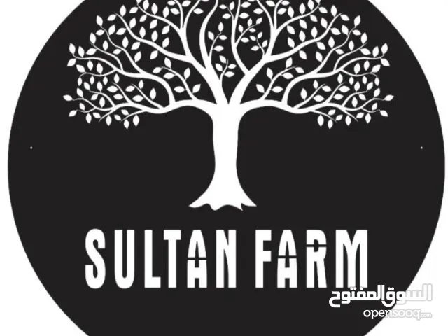 5 Bedrooms Chalet for Rent in Fujairah Deba Fujairah