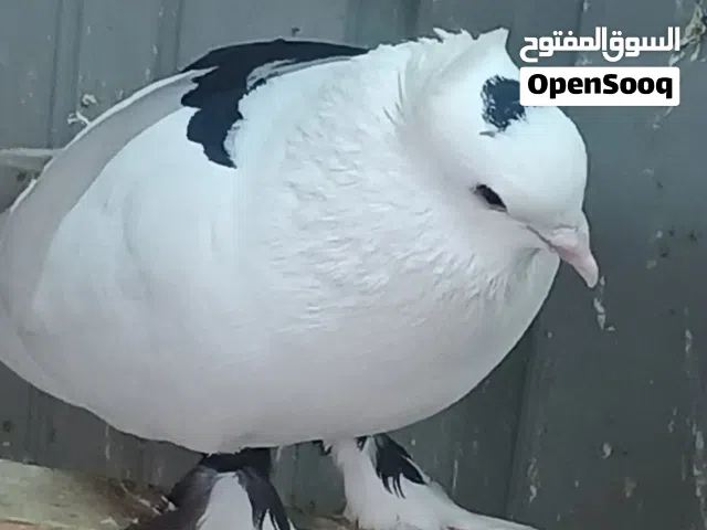 السلام عليكم ب8 رايدهن مطاريد يردن يبيضن