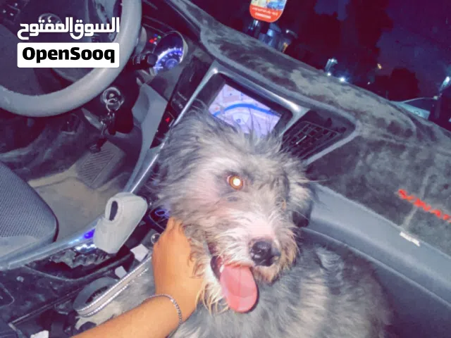 كلب زينه للبيع العمر 7 شهور