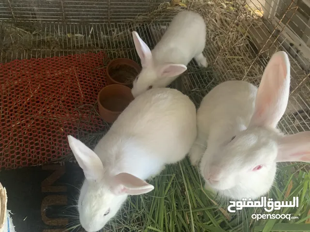 ثلاث اناث ارانب هولندي