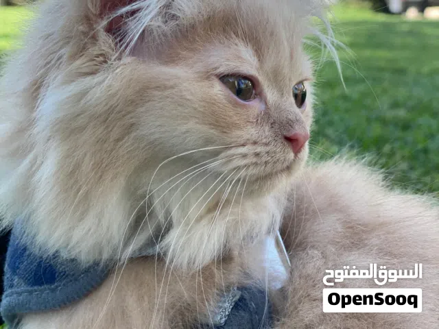looking for a home simba is available  for adoption  if interested dm