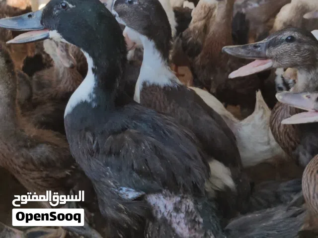 55 duck available jumbo size breed
