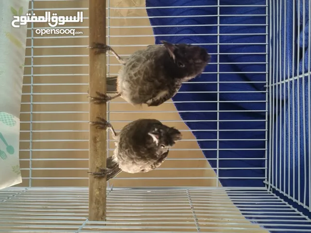 طيور بلايبيل كشميري