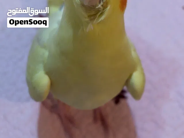 Cockatiel baby bird 3 months old