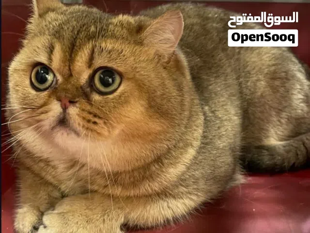 للبيع قط بريتيش سكوتش جميل جدًا