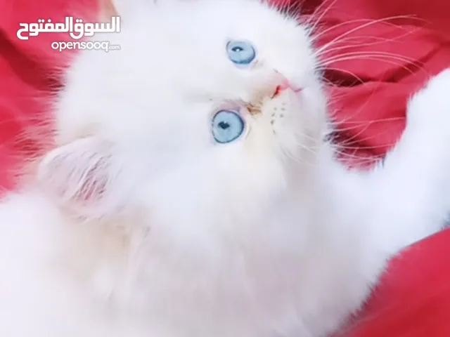 قطط بيرصن هملايا اصلي 'جميلة