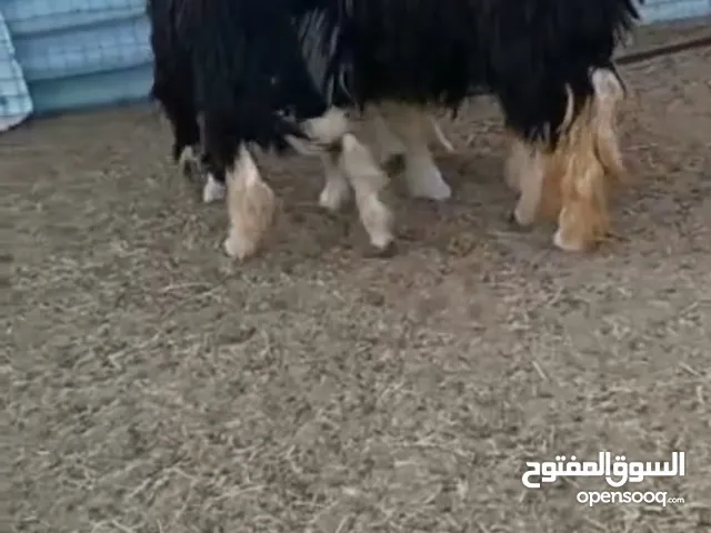 جاعده نجدية تحته كبش وحمله عر جاعده قريب سنه وثمان شهور مواليد خمس شهور