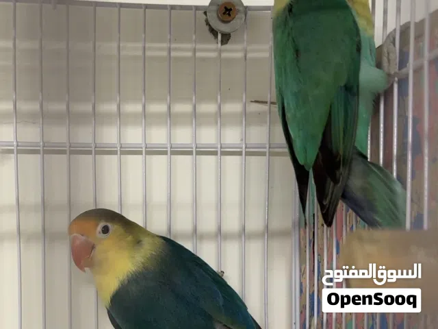 غندور فشر باربلو اوبلاين