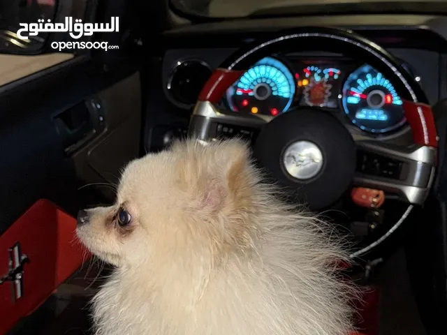 كلب بومرينيان بيور
