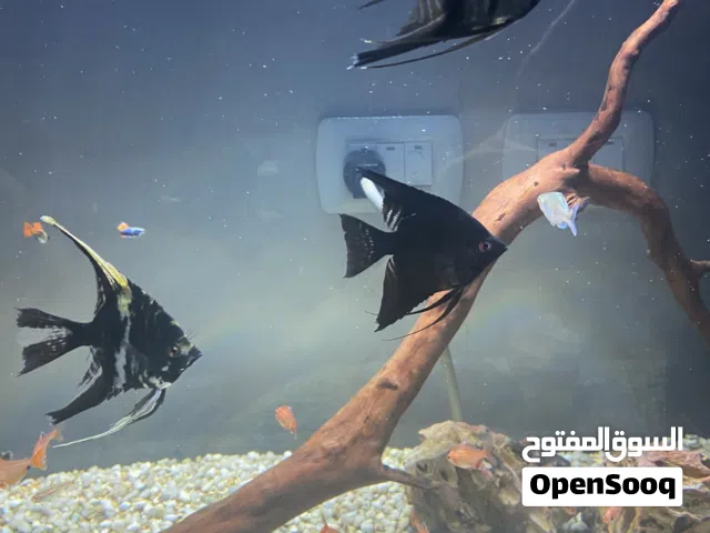 سمك انجل و سيفروم للبيع