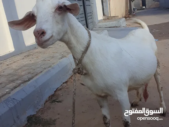 عنز فرنساويه عشره اربع شهور ربي يبارك