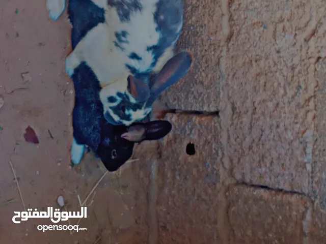 دكر ارانب للبيع