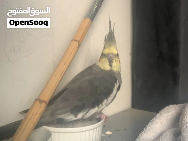طير كروان للبيع شوف الوصف مهم