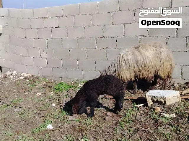 ثلث اشياه للبيع