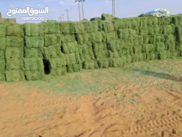 مطلوب علف برسيم