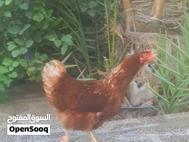 دجاج البياض الأحمر