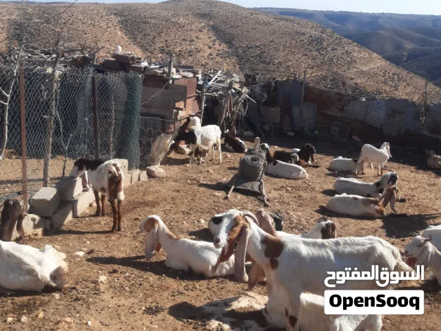 السلام عليكم معيز للبيع معاهم فحل عدد22 عنز فيهم 5 ولدات فيهم وحده متاومه وااباقي بادن الله اعشار