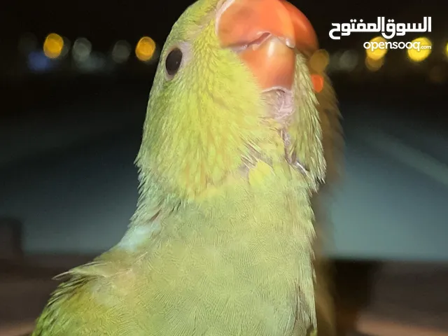 دره للبيع العمر سنه الوصف مهم