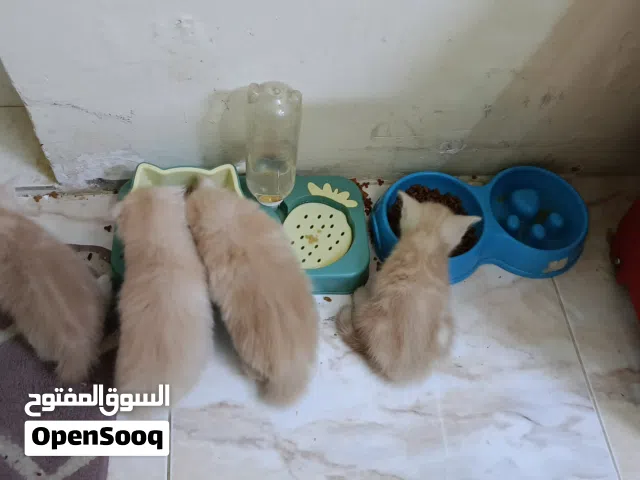 قطط سكوتش وشيرازي للبيع بسعر مميز جدا