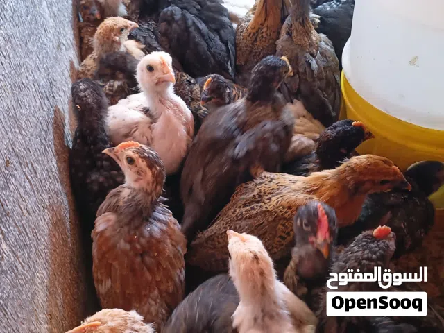 للبيع صيصان بلدي ولوهمان وفيومي عمر اكثر من شهر