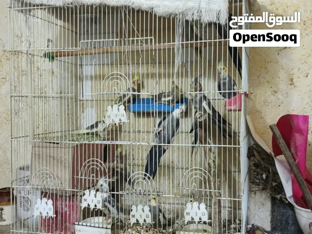 محميه كوكتيل للبيع