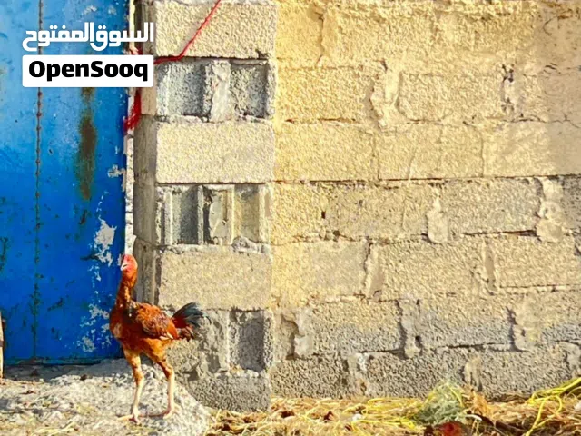 بيع دجاج باكستاني أصلي  شوف الوصف........