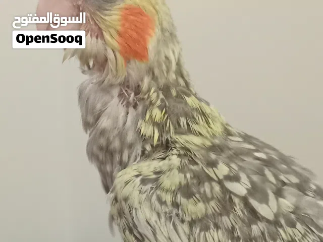 فرخ كوكتيل ترويض نص  مزال يتروض نضيف خالي من الامراض