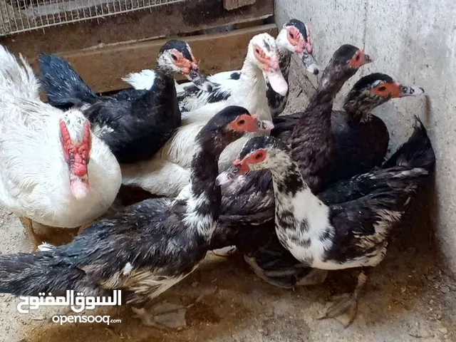 بش مصريات امايات العدد سبعه