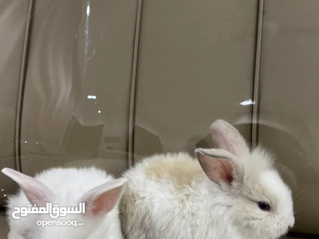 ارانب فرنسيه مسويات والوان عالميه