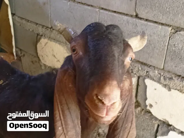 صخل فحل أفغاني للبيع خشن كلش حلو مال جني شرط الكراع