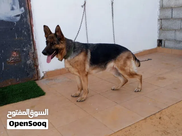 كلبه جيرمن