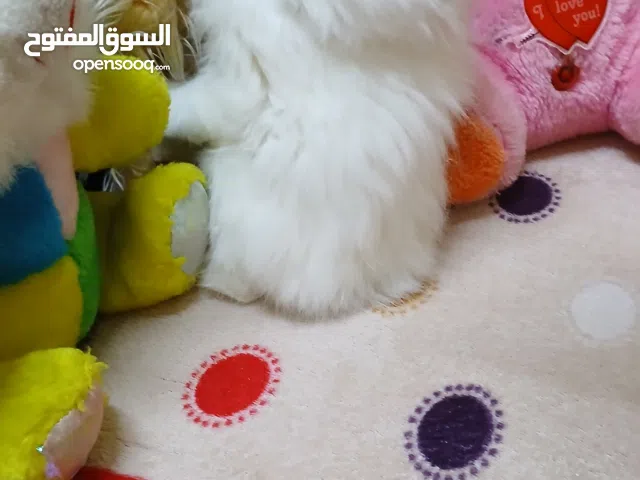 ما شاء الله بالإسكندرية