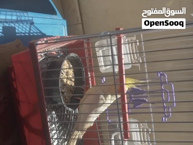 كوكتيل لاتيني