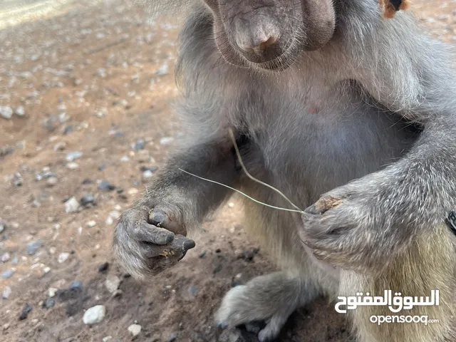 قرده للبيع صغيره
