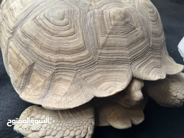 سلحفاه سولوكاتا أفريقي الحجم الكبير للبيع