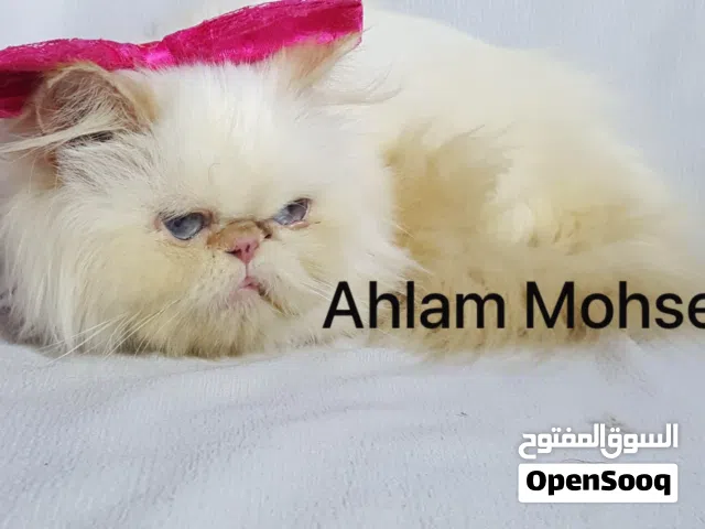 قطة بيكي فيس