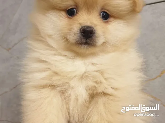 جراء بوميريان