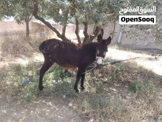 كرة / جحشة