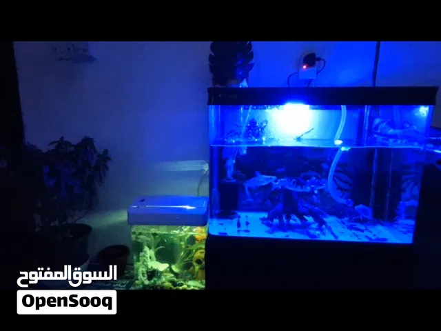 حوض السمك الصب (المتكامل هو الخيار الأفضل  يتميز بزوايا أمامية دائرية انسيابية (بدون فواصل سليكون