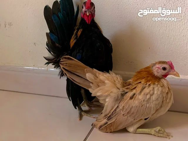 #Serama #chicken