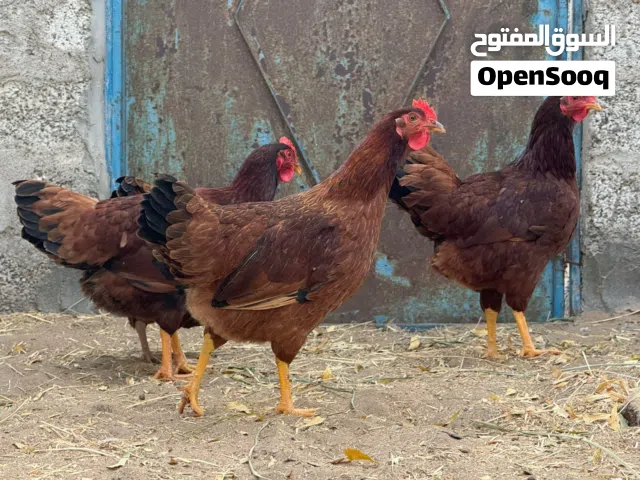 دجاج فرنسي العسلي الحجم الضخم