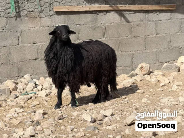 كبش عماني اصل العمر سنه ونص السمنه فل ماشاءالله السعر 145ريال