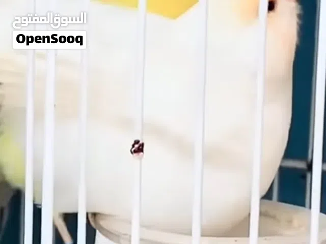 السلام عليكم كناري فول   ونثيه  وياهن وابنهم بده ياكل توه هيه جواها بيض شرط فول فول ابنهن عمر  25