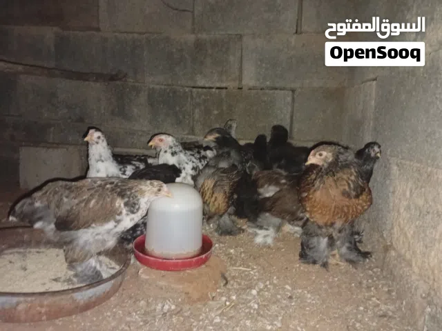 دجاج براهمي سلالة تبارك الله